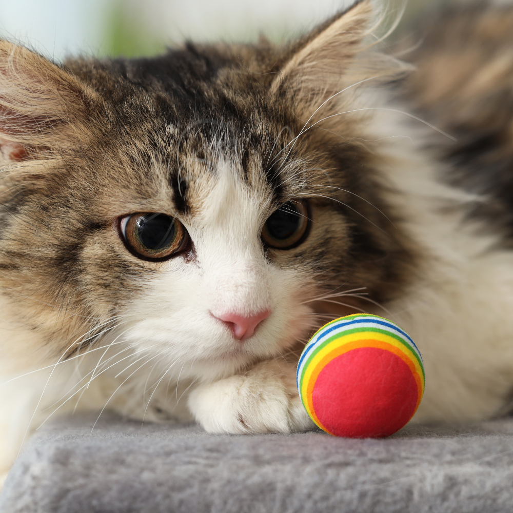 Happy Cat Collection