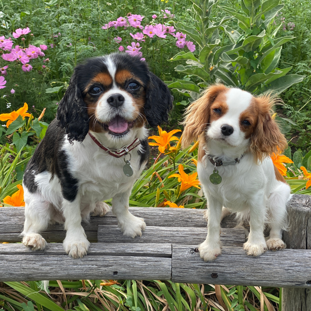 Tail-Wagging Goodies