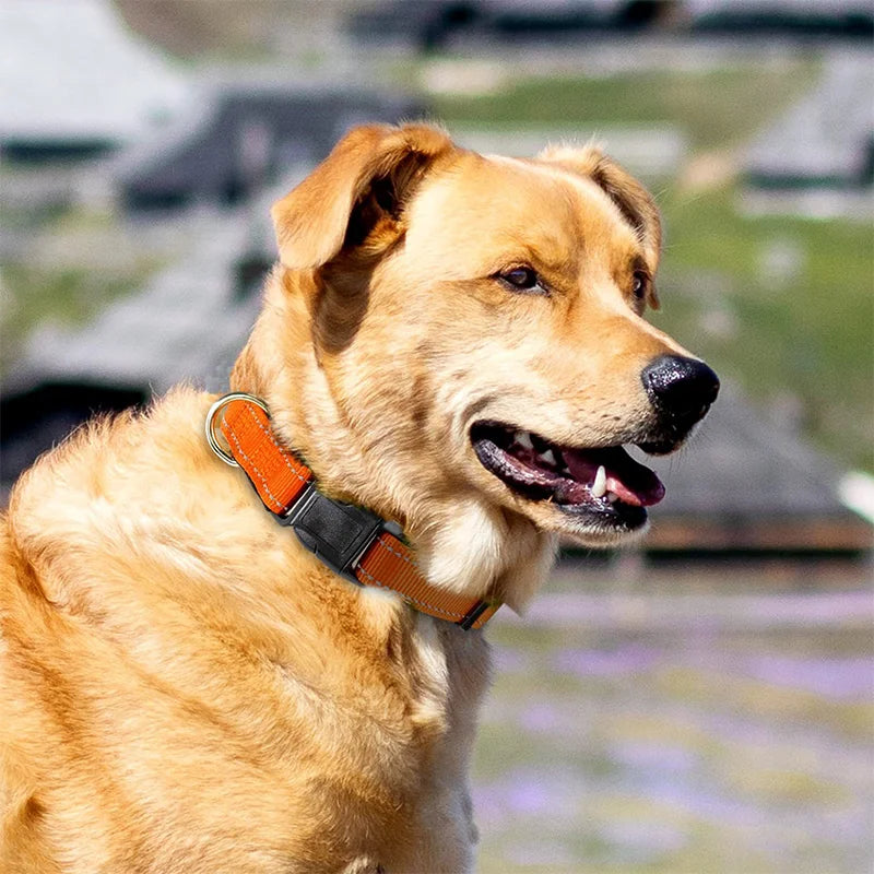 Reflective Dog & Cat Collar – Adjustable No-Choke Nylon